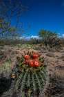 Bright orange or red flowers of a barrel cactus in the Sonoran Desert. Art Print